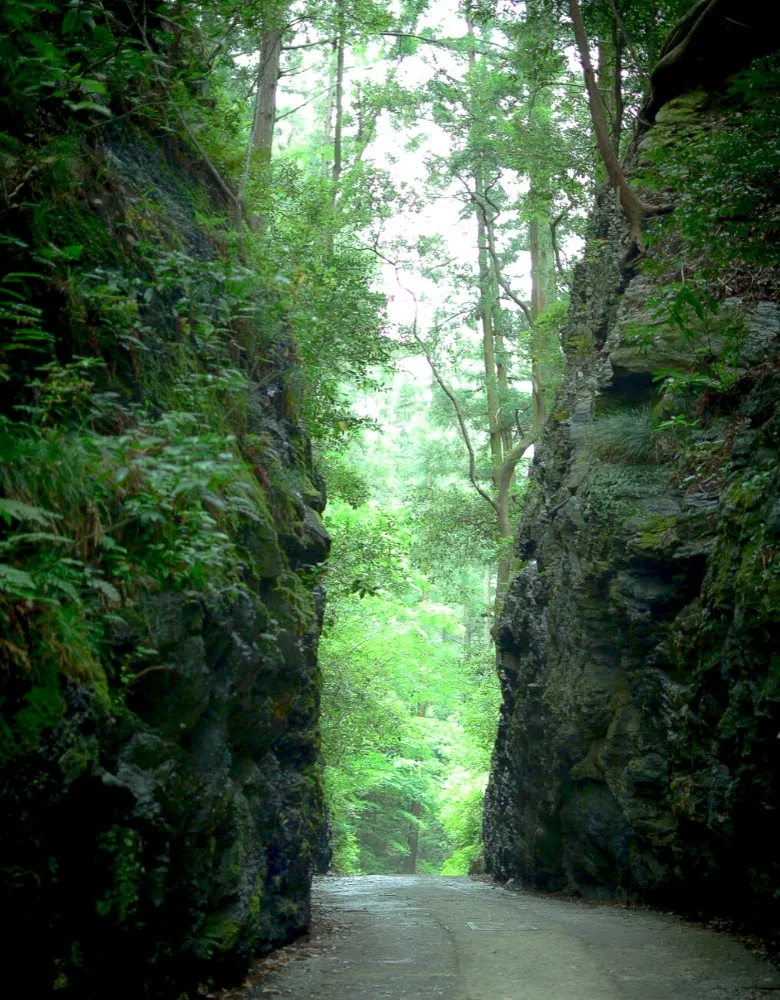 木々に挟まれた香肌峡の道
